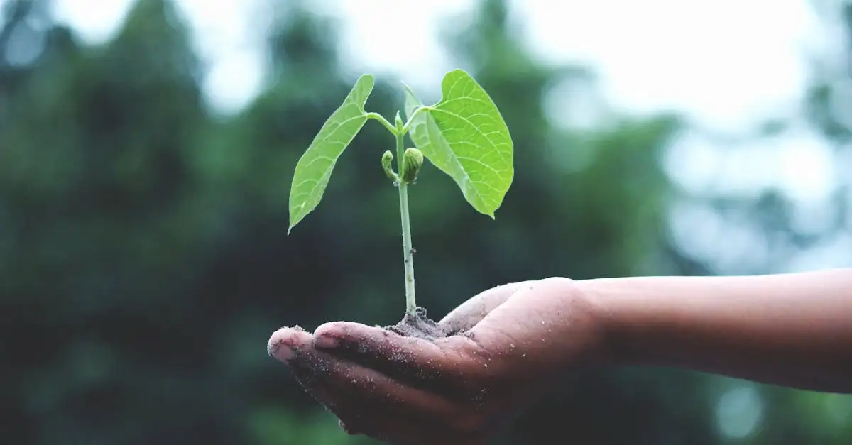 Klimaatverandering toekomst: impact en oplossingen voor