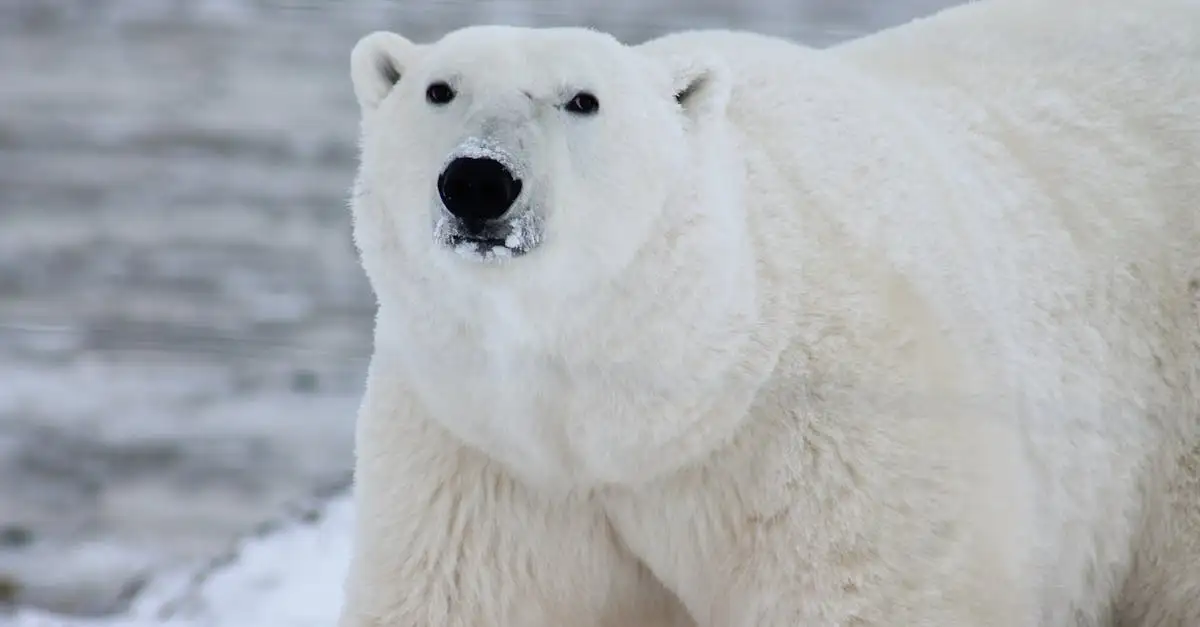 Gevolgen klimaatverandering voor dieren en natuur